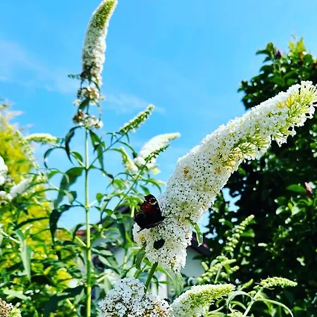 مزرعة للإقامة Wierzbowy Zakatek