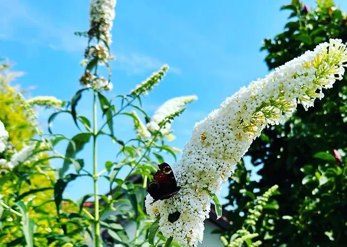 Κατάλυμα σε φάρμα Wierzbowy Zakatek